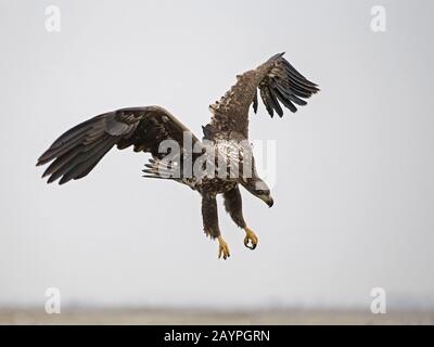 Seeadler Landung Stockfoto