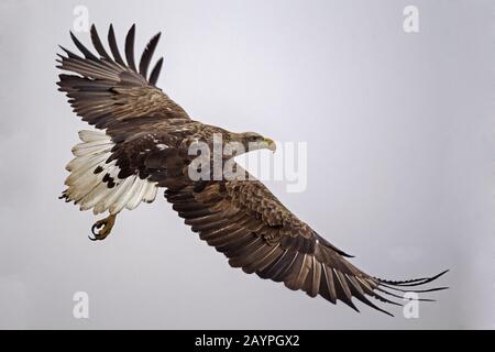 Erwachsener Weißwedeladler im Flug Stockfoto