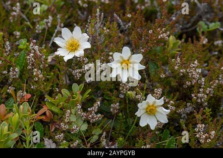 Bergavens (Dryas oktopetala) bei Hofteigur, die die Nationalblume Islands ist. Stockfoto