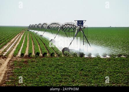 Terry County, Texas: Sommerbewässerung aus dem Ogallala Aquifer für Baumwollanbau. Texas Panhandle. ©Bob Daemmrich Stockfoto