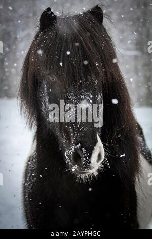 Einzigartiges Pinto-Gelding isländisches Pferd in einem Schneesturm Stockfoto