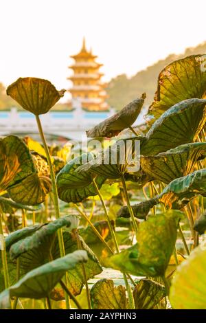 Blätter der lotus-wasserfabrik am See mit asiatischem nostalgischem Architekturhintergrund in gelbem Vintage-Licht Stockfoto