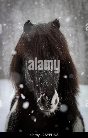 Einzigartiges Pinto-Gelding isländisches Pferd in einem Schneesturm Stockfoto