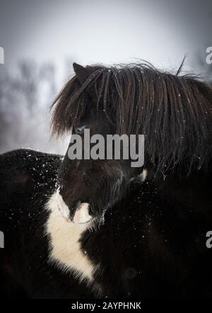 Einzigartiges Pinto-Gelding isländisches Pferd in einem Schneesturm Stockfoto