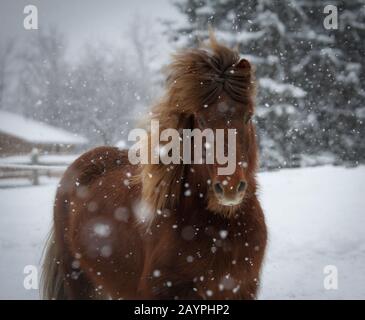 Im Schnee spielt ein kastaniensisches isländisches Pferdegelding Stockfoto