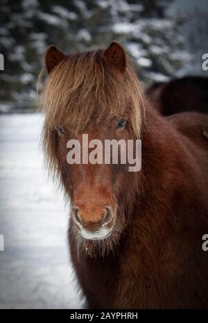 Kastanien-Islandpferd Wallach im Schnee Stockfoto