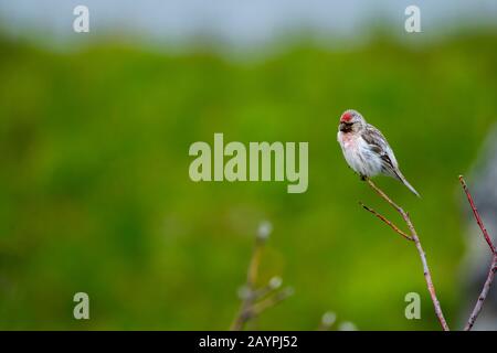 Ein häufiger Redpoll (Acantthis flammea) auf der Halbinsel Hofdi am Lake Myvatn in Nordostisland. Stockfoto