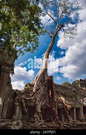 Tetrameles nudiflora ist der berühmte Spungbaum, der in den Ruinen des Preah Khan-Tempels in Kambodscha wächst Stockfoto