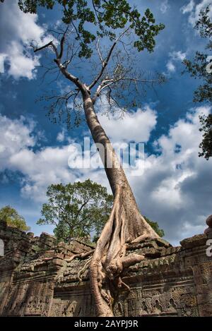 Tetrameles nudiflora ist der berühmte Spungbaum, der in den Ruinen des Preah Khan-Tempels in Kambodscha wächst Stockfoto