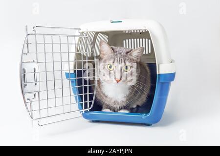 Die niedliche, verlorene graue Katze sitzt in einem Plastikkäfig, der auf weiß isoliert ist. Transport, Tierklinik und Tierpflegekonzept Stockfoto