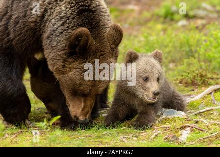 Eurasischer Braunbär (Ursus arctos arctos) Jungtiere Stockfoto
