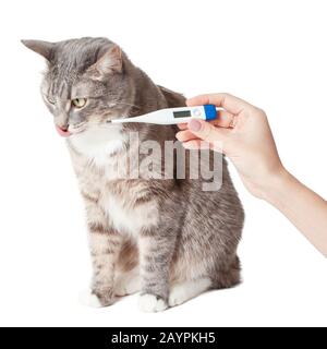 Die weibliche Hand hält ein elektronisches modernes Thermometer mit einer Hauskatze im Hintergrund. Das Konzept der Tierseuche und Tierklinik Stockfoto