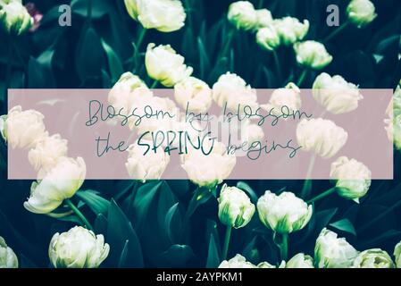 Blüte durch Blüte der Frühling beginnt Phrase im Rahmen. Nahaufnahme von blühenden Blumenbeeten von blühenden weißen Tulpen im Frühjahr. Öffentlicher Blumengarten, Niederlande. Stockfoto