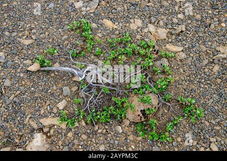 Zwischen den Felsen in der kargen Landschaft des nordwestlichen Hochlands in Island wächst eine arktische Weide (Salix arctica). Stockfoto