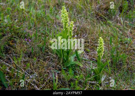 Nordgrüner Orchid (Platanthera hyperborea) blüht auf einer Wiese bei Nordurkot, einem verlassenen Bauernhof in der Nähe von Hvanneyri im Westen Islands. Stockfoto