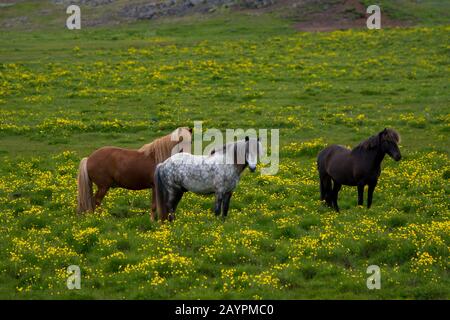 Isländische Pferde weiden auf einer Weide mit Butterblumen auf dem Ferjukot-Gehöft auf dem Borgarfjodur bei Hvanneyri im Westen Islands. Stockfoto