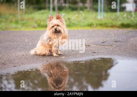 Dog, eine Kreuzung zwischen dem Yorkshire Terrier. Sitzt nach dem Willen einer Pfütze. Stockfoto