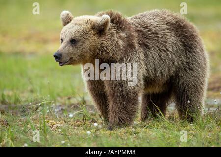 Eurasischer Braunbär (Ursus arctos arctos) nahe beieinander Stockfoto