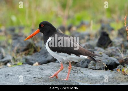 Ein eurasischer Austercatcher (Haematopus ostralegus) in Arnarstapi auf der Halbinsel Snaefellsnes im Westen Islands. Stockfoto