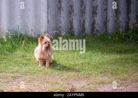 Mischung aus yorkshire Terrier. Erwachsener Hund. Auf der Straße sitzen. Stockfoto