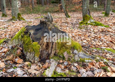 Baumstamm, der von einem Biber geschnitten wird. Zerstörte Bäume in einem sumpfigen Wald. Frühlingssaison. Stockfoto