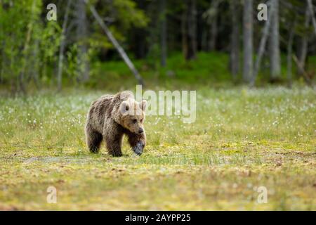 Eurasischer Braunbär (Ursus arctos arctos) streift Stockfoto