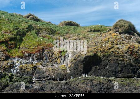 Magellanische Pinguine (Spheniscus magellancus) an der felsigen Küste auf einer Insel des Wildlife Reserve Punihuil auf Chiloe Island, Chile. Stockfoto