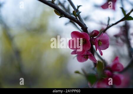 Rosafarbene Blumen der Quitte auf einem Ast im rechten Vordergrund mit einem verschwommenen graugelben Hintergrund. Nahaufnahme, niedrige Winkelansicht. Stockfoto