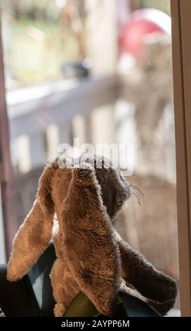 Der Osterhase blickt erwartungsvoll aus dem Fenster über die Veranda in den Garten. Hochwinkelige Ansicht, Nahaufnahme. Stockfoto