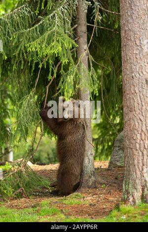 Eurasischer Braunbär (Ursus arctos arctos) kratzt an einem Baum Stockfoto