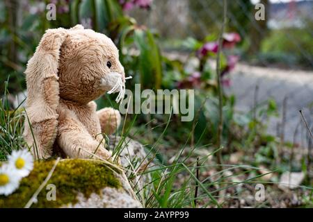 Weiches Osterhäuschen sitzt seitlich im Boden des Gartens zwischen grünen Blättern, Grassteinen und kleinen Gänseblümchen und blickt auf die Straße. Stockfoto