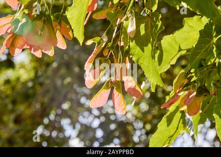 Ahorn Holly oder Ahorn Sycamore oder Ahorn platanolistny lat Acer platanoides eine Art der Gattung Ahorn Acerfamilie Sapindaceen. Stockfoto