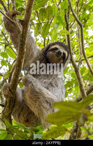 Dreitochiger Faulbär, der sich in den Bäumen bewegt. Charakteristisches Tier des tropischen Waldes von Costa Rica. Stockfoto