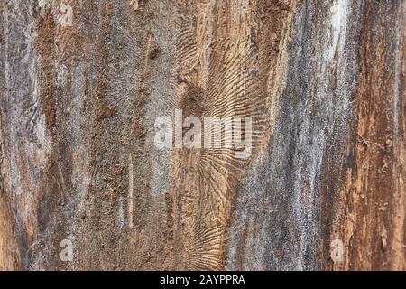 Textur der Baumrinde, die mit Mustern verziert ist, die von den Rindenkäfern übrig geblieben sind. Stockfoto