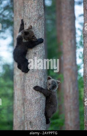 Eurasischer Braunbär (Ursus arctos arctos) kuckt einen Baum klettern Stockfoto