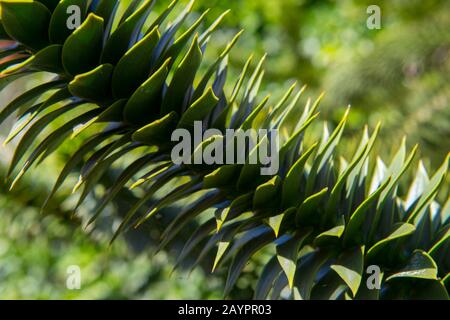 Nahaufnahme eines Monkey Puzzle Baums (Araucaria araucana) in der Stadt Ancud auf Chiloe Island, Chile. Stockfoto