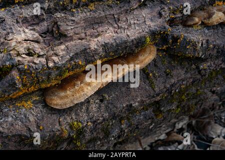 Trog's Tramete. Der Fruchtkörper eines Weißfäulepilzes, Trametes trogii, mit orangefarbenen Flechten und grünem Moos, wächst auf dem Stamm eines toten schwarzen Cotts Stockfoto