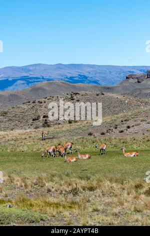 Eine Gruppe von Guanacos (Lama Guanicoe), die im Nationalpark Torres del Paine im Süden Chiles weiden. Stockfoto