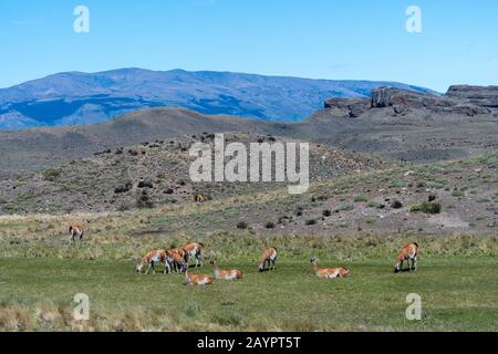 Eine Gruppe von Guanacos (Lama Guanicoe), die im Nationalpark Torres del Paine im Süden Chiles weiden. Stockfoto