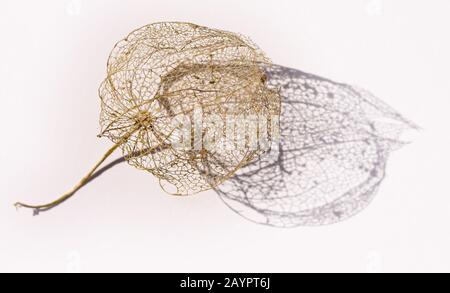 Goldenes trockenes Skelettteil aus gestürztem Blattwerk aus chinesischer Lanterner Blüte mit Schatten auf weißem Grund. Das Gewebe wurde durch Dekompositi zerlegt Stockfoto
