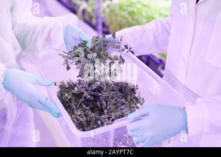 Nahaufnahme von zwei landwirtschaftlichen Ingenieuren, die sich um Pflanzen im Baumschul-Gewächshaus kümmern, das von blauem Licht beleuchtet wird, Kopierraum Stockfoto