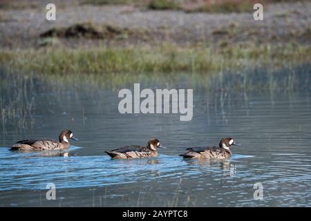 Bronzegeflügelte Ducks (Speculanas specularis) im Nationalpark Torres del Paine im Süden Chiles. Stockfoto