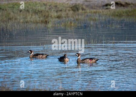 Bronzegeflügelte Ducks (Speculanas specularis) im Nationalpark Torres del Paine im Süden Chiles. Stockfoto