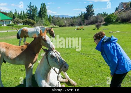 Frau (Modellversion 20020923-10) interagiert mit den Pferden im Estancia Hotel Kau Yatun in El Calafate, Argentinien. Stockfoto