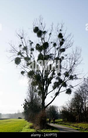 Winterkahle Pappel mit starrem Mistel-Ball - Weißbeerige Mistel (Viscum-Album), Euskirchen, Nordrhein-Westfalen, Deutschland Stockfoto