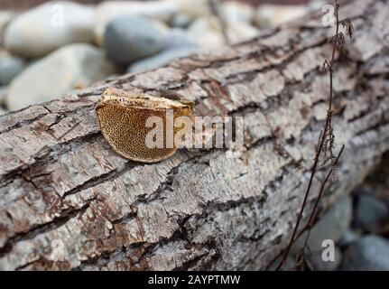 Detail: Poren. Die Unterseite eines Weißfäulepilzes, Trametes trogii, wächst auf dem Stamm eines toten schwarzen Baumwollholz-Baumes. Stockfoto