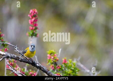 Ein patagonischer sierra Finch (Phrygilus patagonicus) im Nationalpark Los Glaciares in der Nähe von El Calafate, Argentinien. Stockfoto