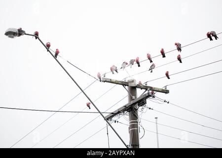 Australische rosa und graue Galassen (Eolophus roseicapilla) in einer Herde, die an einem bewölkten Tag auf einem Telefonmast sitzt Stockfoto