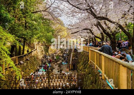 Hanami in Tokio. Die Menschen genießen Sakura (japanischer Kirschbaum) Blumen, die im Otonashi-Wasserpark essen und trinken Stockfoto