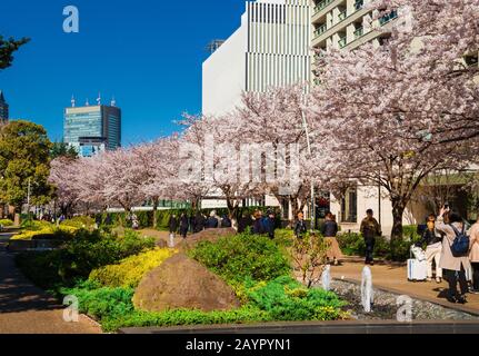 Hanami in Tokio. Die Leute genießen Sakura (japanischer Kirschbaum) Blumen, die entlang des Midtown Garden Park im Roppongi District gehen Stockfoto